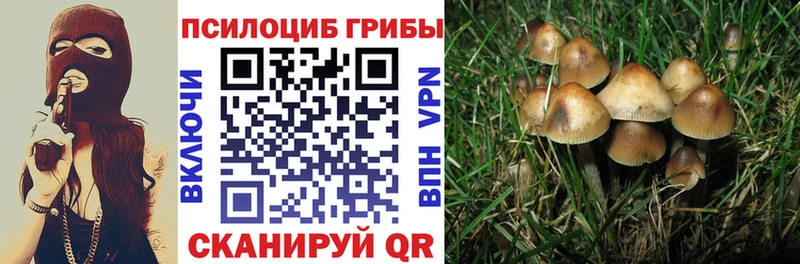 Псилоцибиновые грибы Cubensis  Купить  Междуреченск 